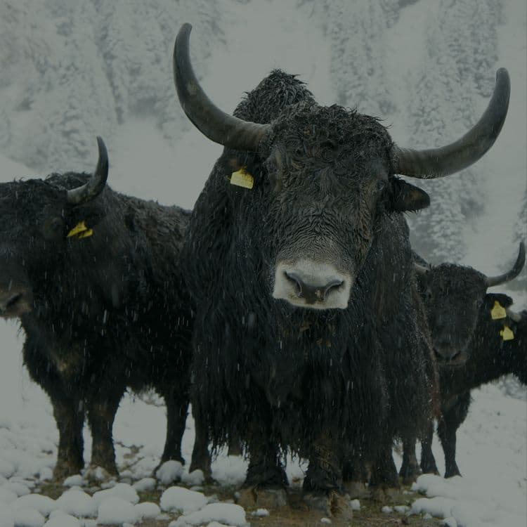 YAK WOOL