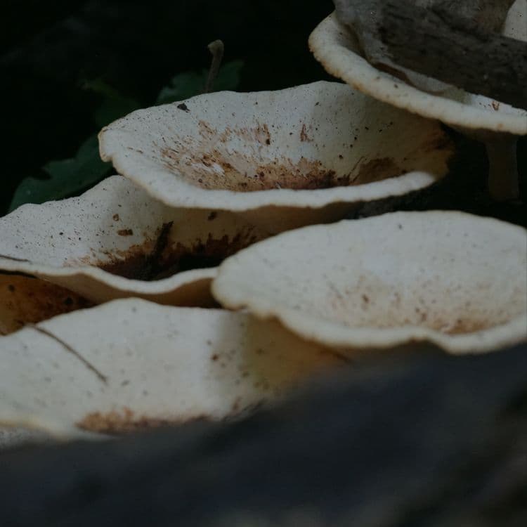 MYCELIUM