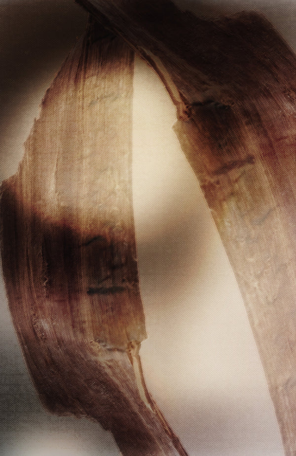 ARIACELL_MATERIALE_BIOTECH