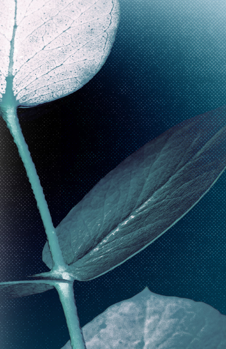 ECOLYPT_DAL-ALBERO-DI-ECOLYPT