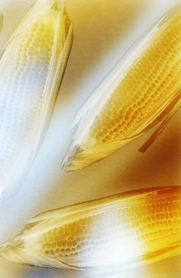 FLEXICORN_MATERIALE_BIOTECH