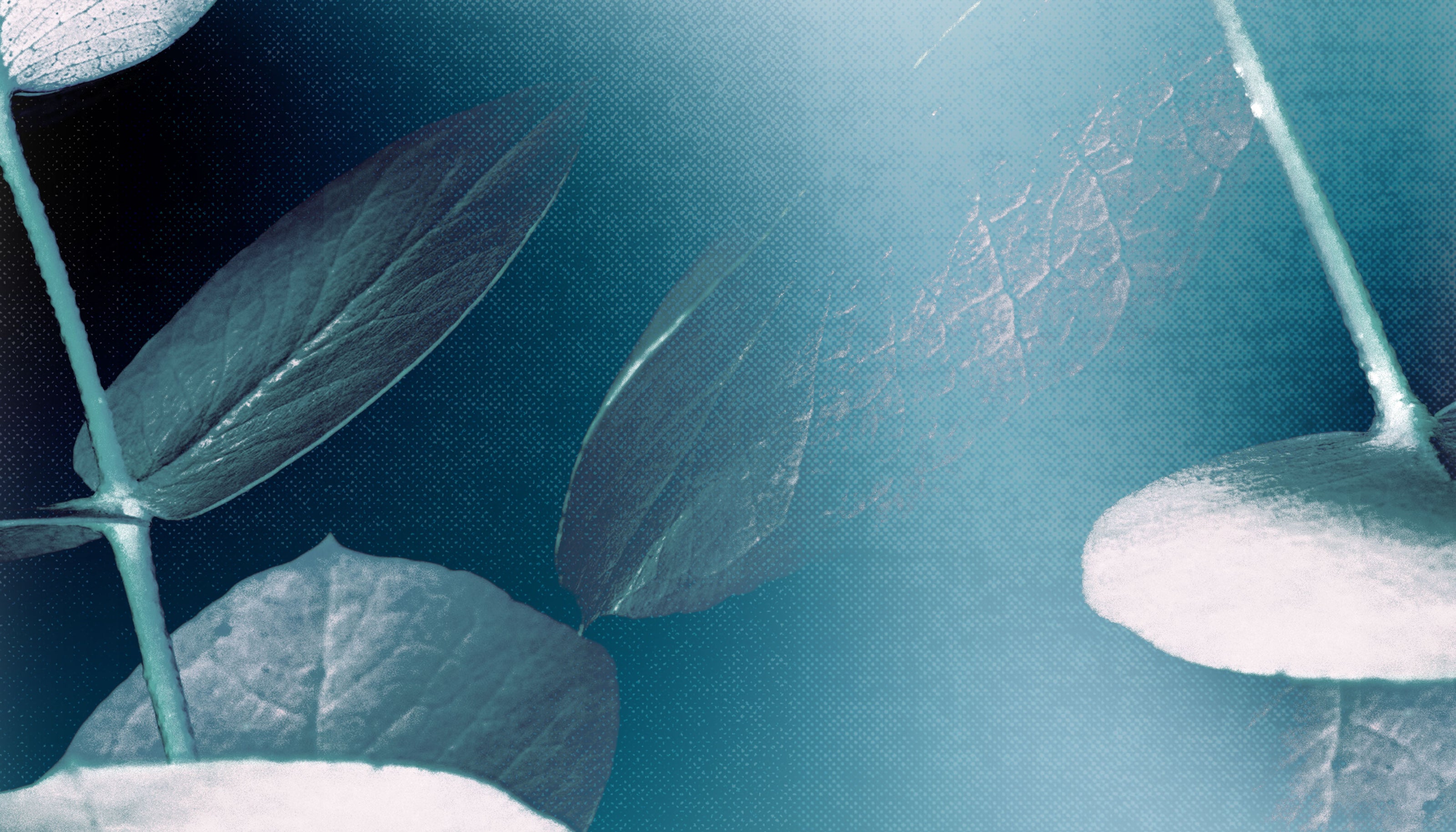 HEADER_ECOLYPT