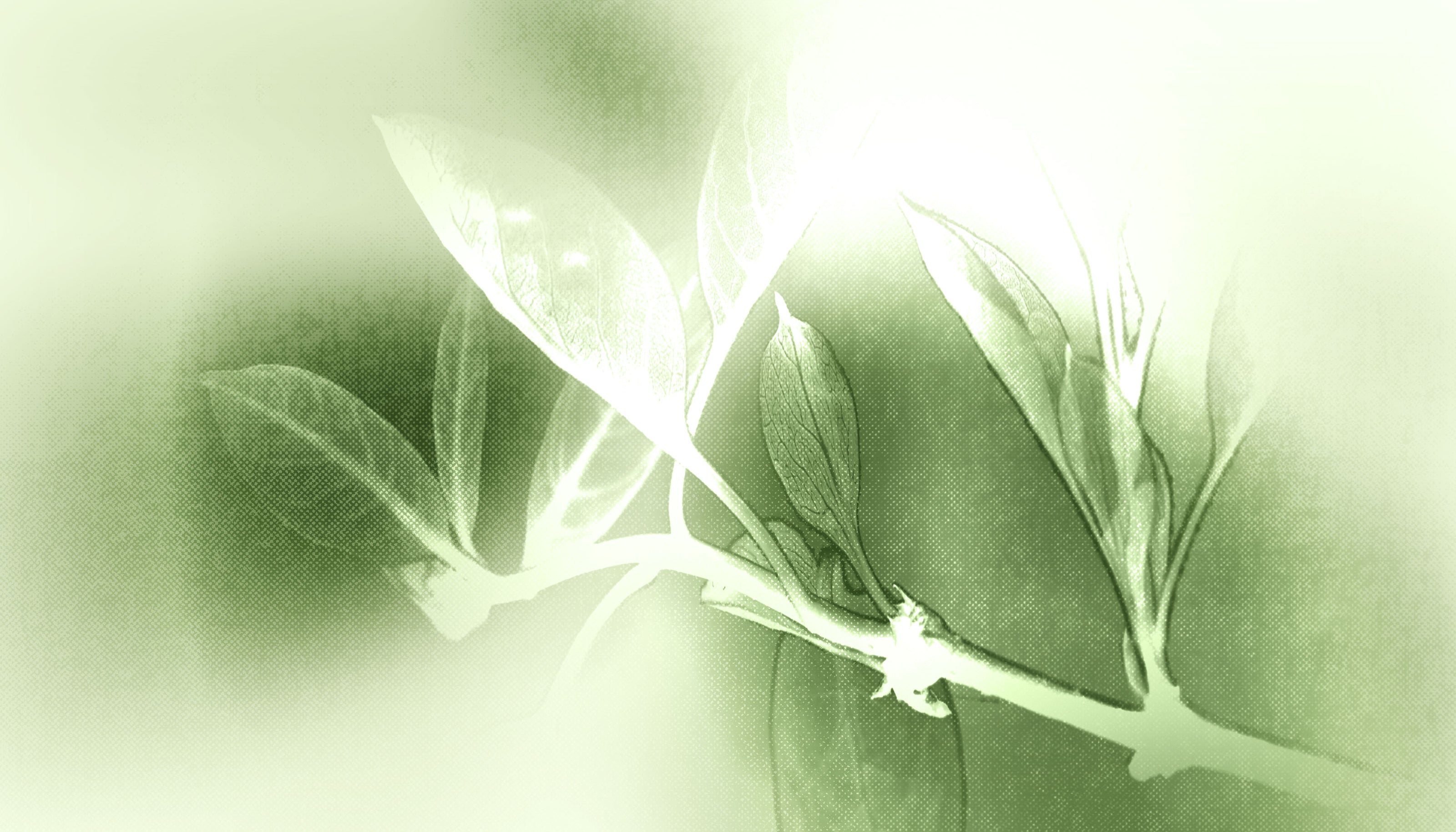 HEADER_TEA