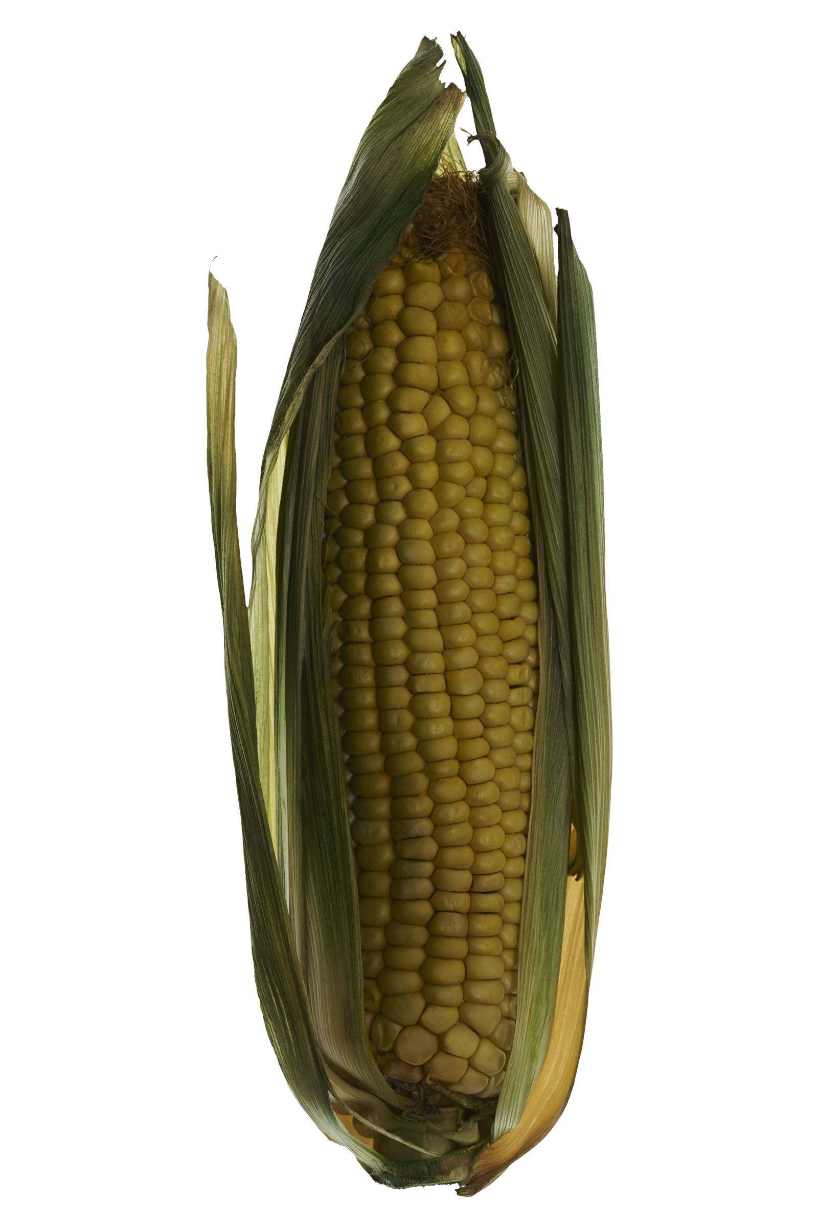 MATERIALE_FLEXICORN