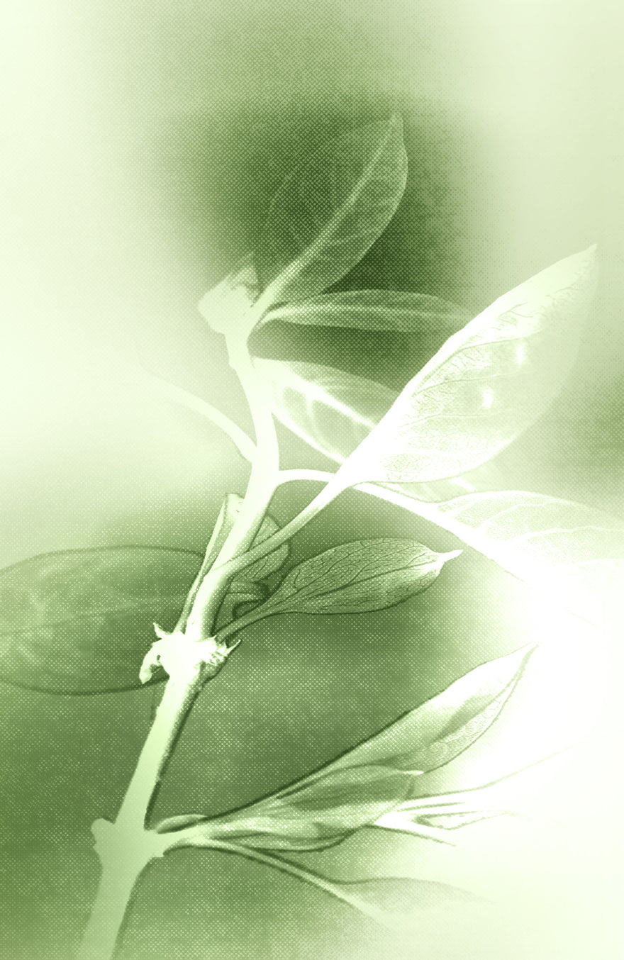 TEA_DALLA-PIANTA-DEL-TE