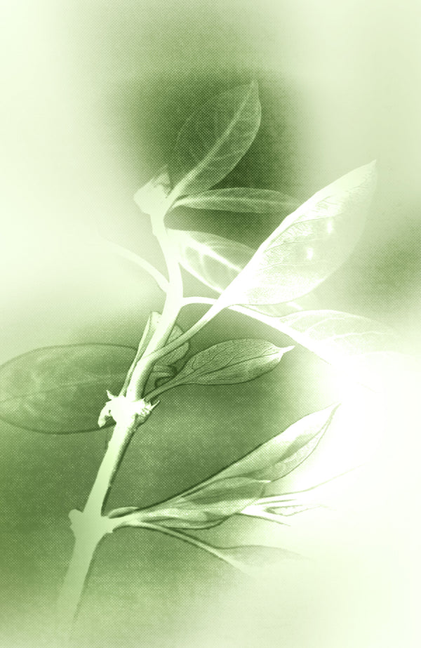 TEA_MATERIALE_BIOTECH